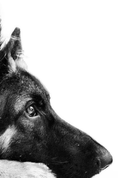 Хороший пёсик