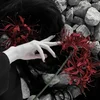 scarlet lycoris