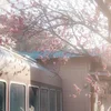 Sunny_BunnyHighh