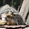 Александр_Котиков