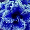 Summer Snowfall