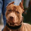 Pit bull