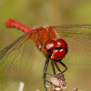 Sympetrum