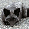 Black Fox-Cat