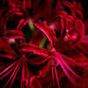 Blood_Lily