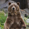 Siberian bear