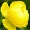 Globeflower