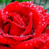 Red_Rose_2000
