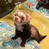 Хорёчекк