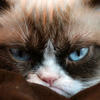 Grumpy_Cat