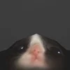 sm0ke_c4tnip
