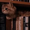 Just a lover of reading
