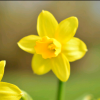 Нарцис_с