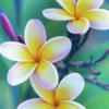 plumeria flores pulchra es