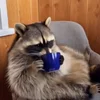 Мур-мяв