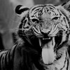 TigersBlood