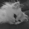 Milky Meow