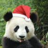 Панда и компания