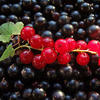 Черная_смородина