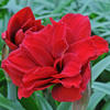 Red Amaryllis