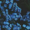 Liisa_Blue